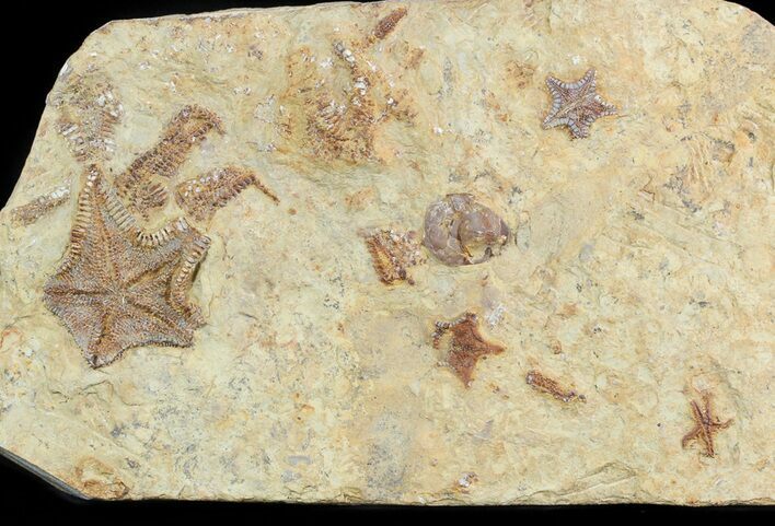 Plate Of Rare Cretaceous Starfish ( Types) - Morocco #46481
